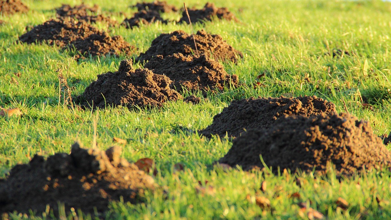 ISO 5395 — Safety Requirements for Combustion-Engine Lawn Mowers