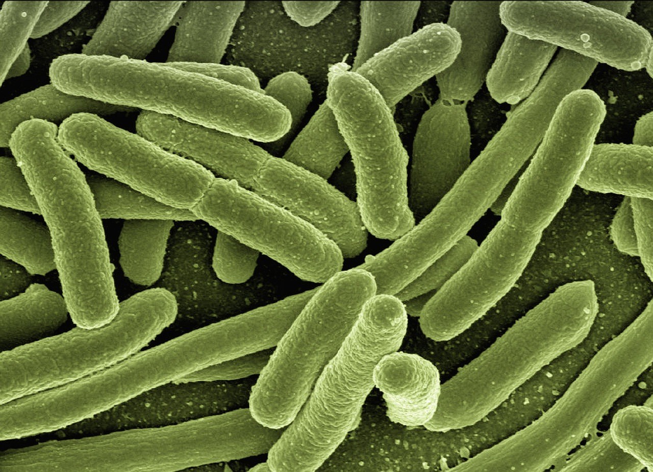 ISO 7251 — Microbiology Detection of Presumptive Escherichia Coli