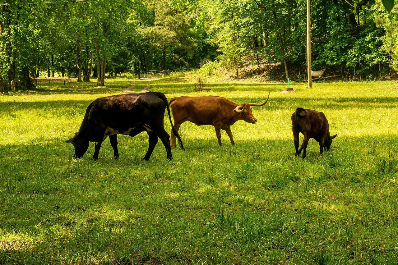 ISO 14067 — Carbon Footprint of Products